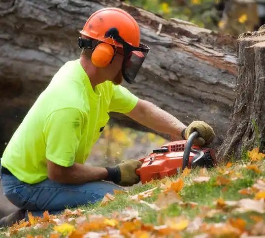 tree services Winnebago